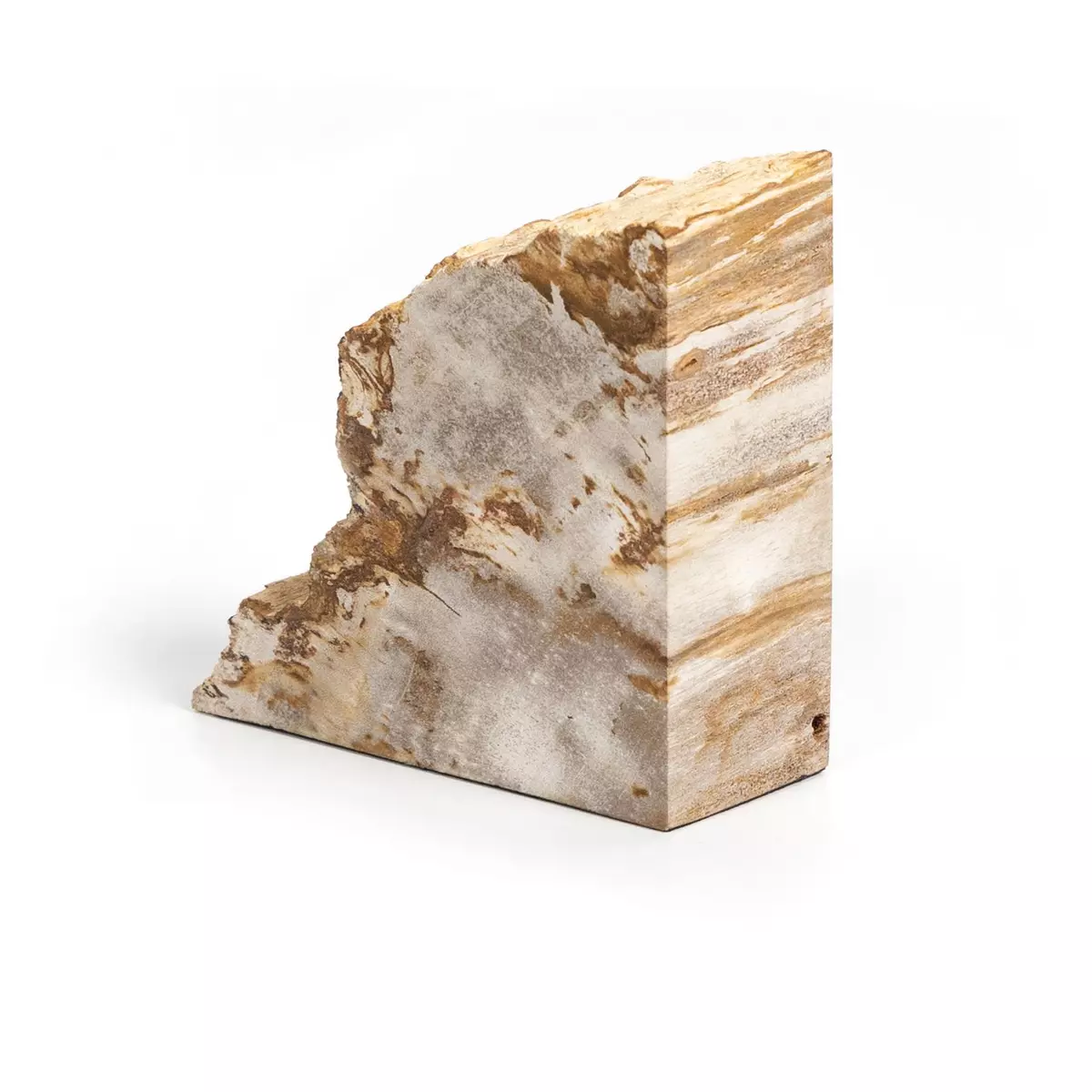  Petrified Wood Bookends : Home & Kitchen