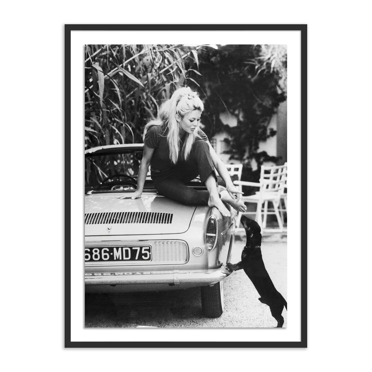 Brigitte Bardot With Dashchund by Getty Images Black 2.5 Maple 